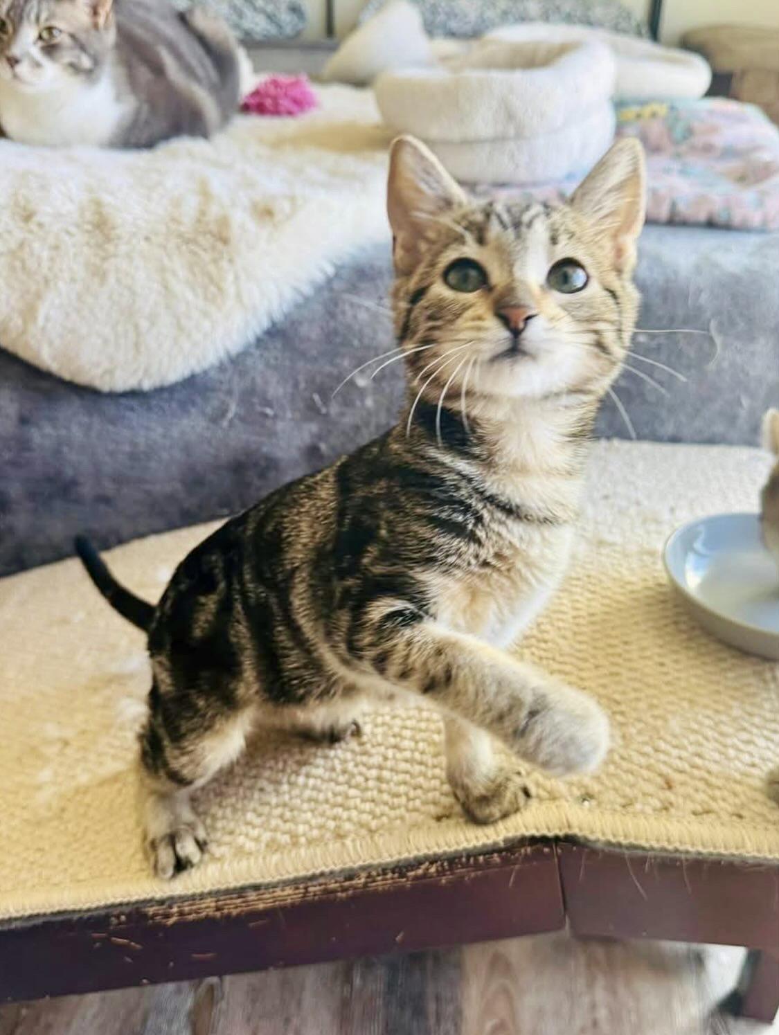 Enlarge Wavy, an adopted Domestic Short Hair in Redding, CA image 1/1