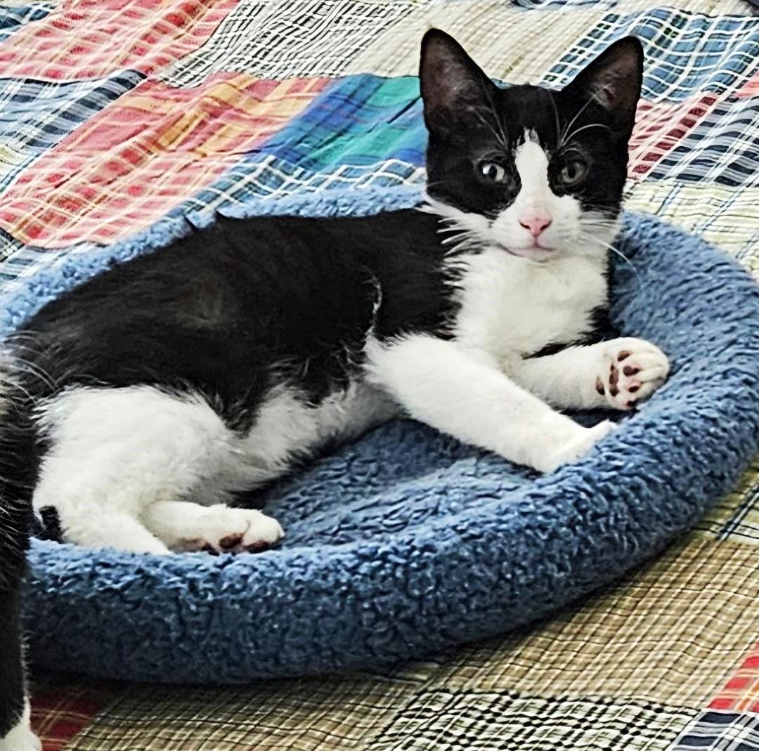 Enlarge Pinto, a ADOPTABLE mixed breed in Glen Ellyn, IL image 1/3