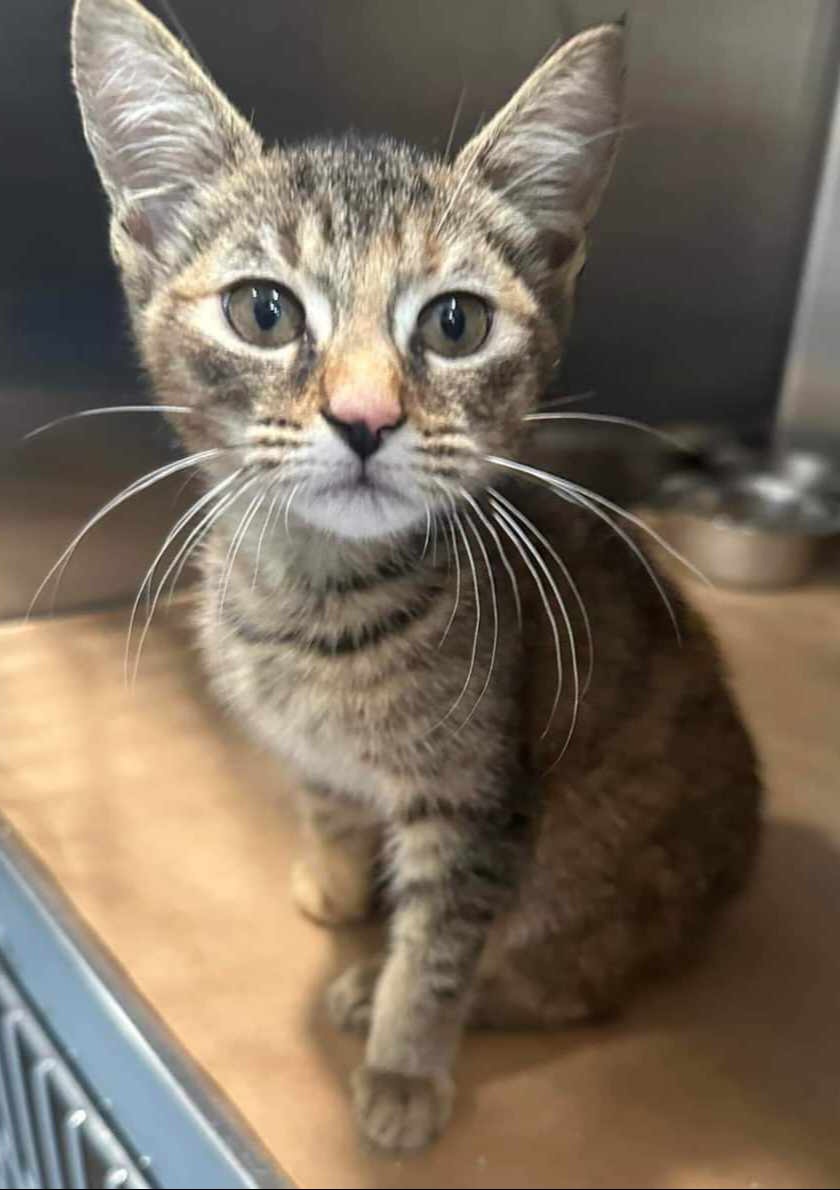 Enlarge Ruby, a Adoptable Domestic Short Hair in Ellijay, GA image 1/1