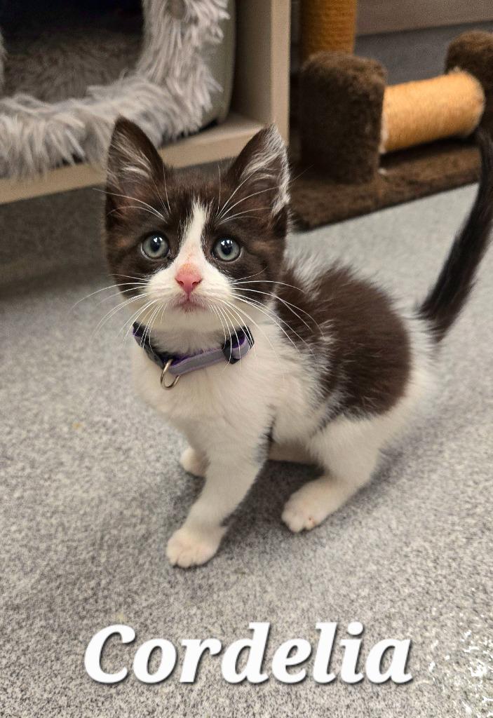 Cordelia, Adopted, Kitten Female Domestic Short Hair.