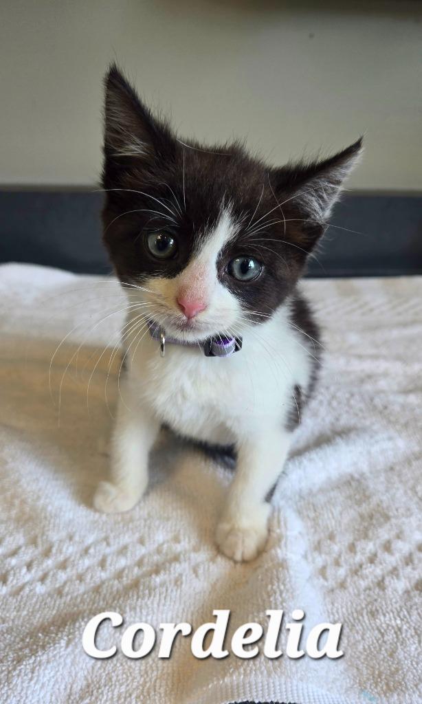 Cordelia, a Adopted mixed breed in Sidney, OH image 2/3