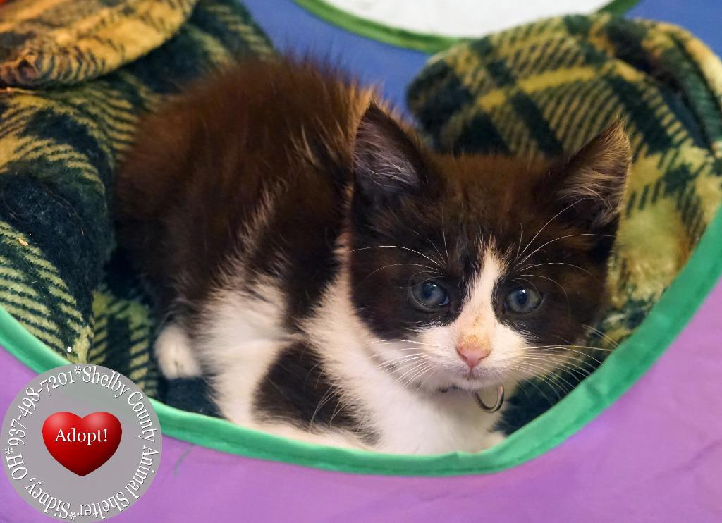 Cordelia, a Adopted mixed breed in Sidney, OH image 3/3