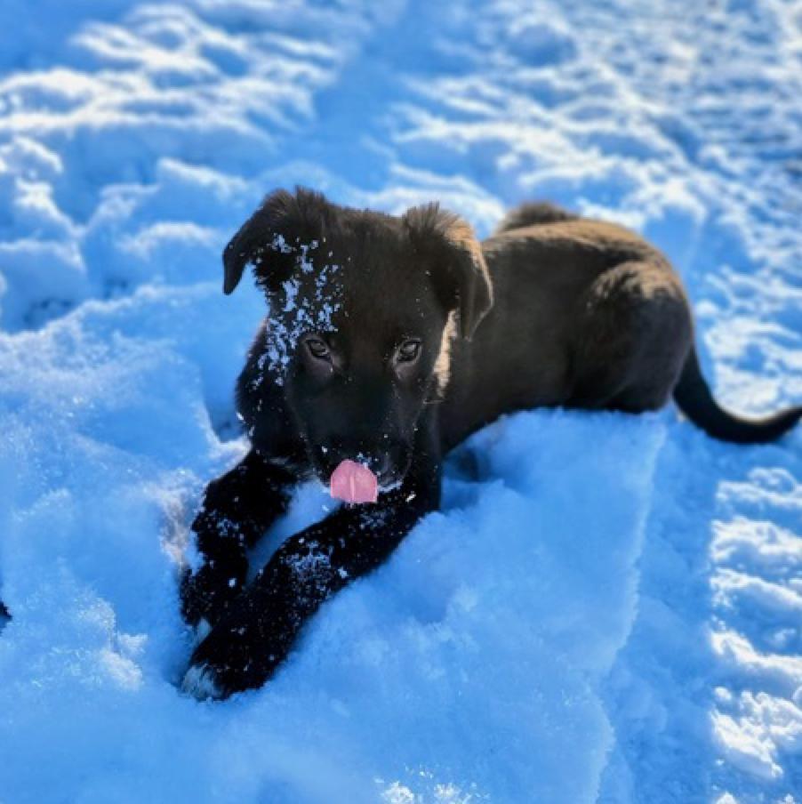 Hope, Adoptable, Young Female Labrador Retriever.