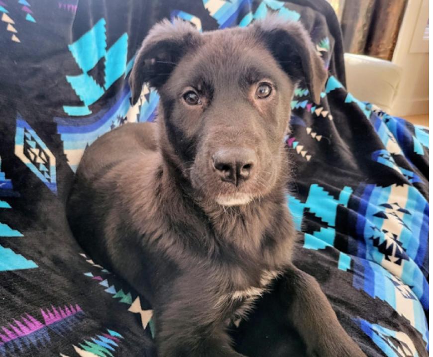 Hope, a Adoptable mixed breed in Calgary, AB image 2/2