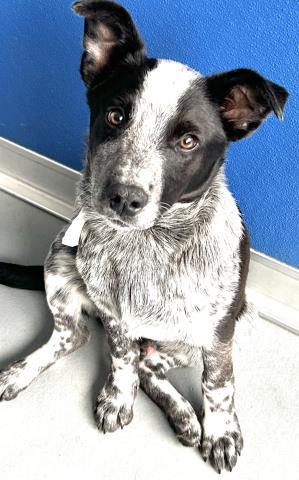DEXTER, Adoptable, Puppy Male Australian Cattle Dog / Blue Heeler & Mixed Breed.