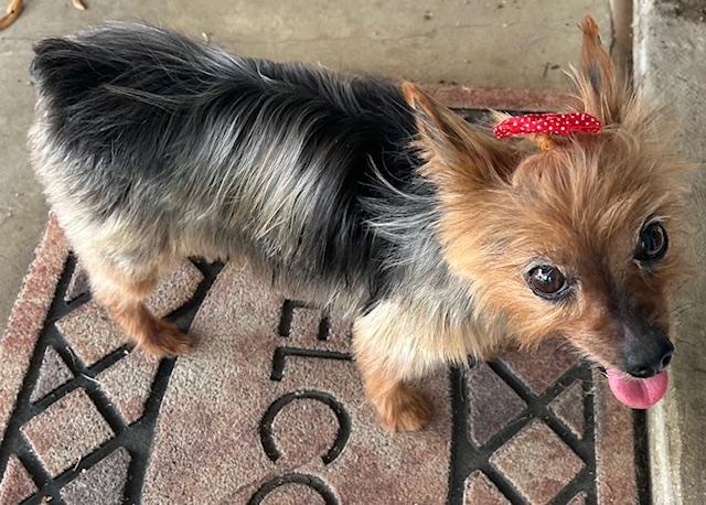 Enlarge Rubee, a Adoptable Yorkshire Terrier in League City, TX image 3/6