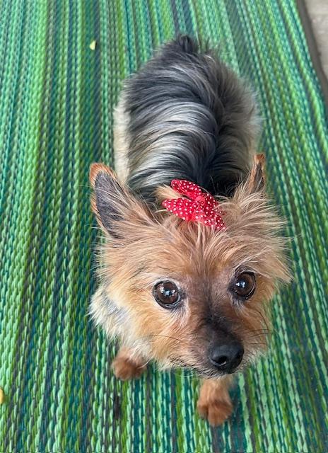 Enlarge Rubee, a Adoptable Yorkshire Terrier in League City, TX image 1/6
