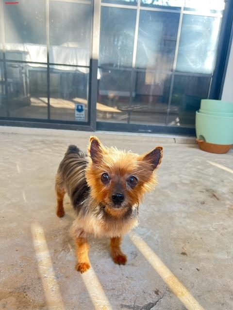 Enlarge Rubee, a Adoptable Yorkshire Terrier in League City, TX image 4/6