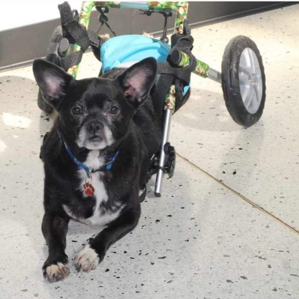 Enlarge Tux, a Adoptable Boston Terrier in Lima, OH image 3/6