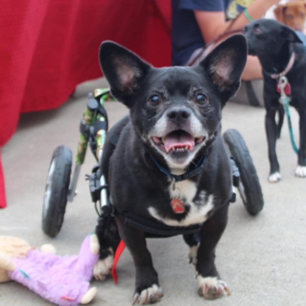 Enlarge Tux, a Adoptable Boston Terrier in Lima, OH image 4/6