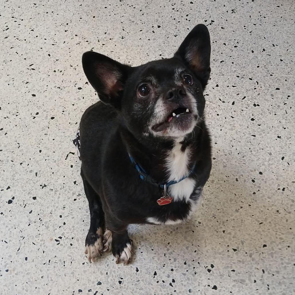 Enlarge Tux, a Adoptable Boston Terrier in Lima, OH image 6/6