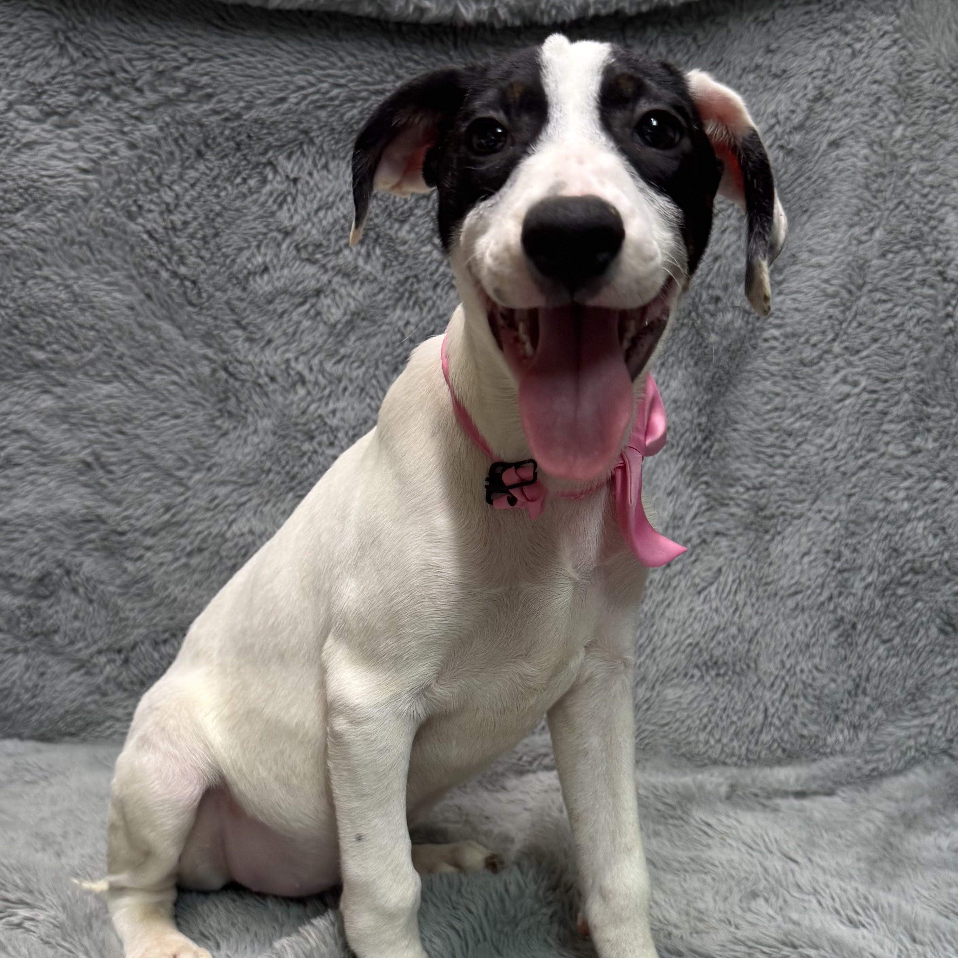 Lacey Lou, a Adopted mixed breed in Medfield, MA image 5/6