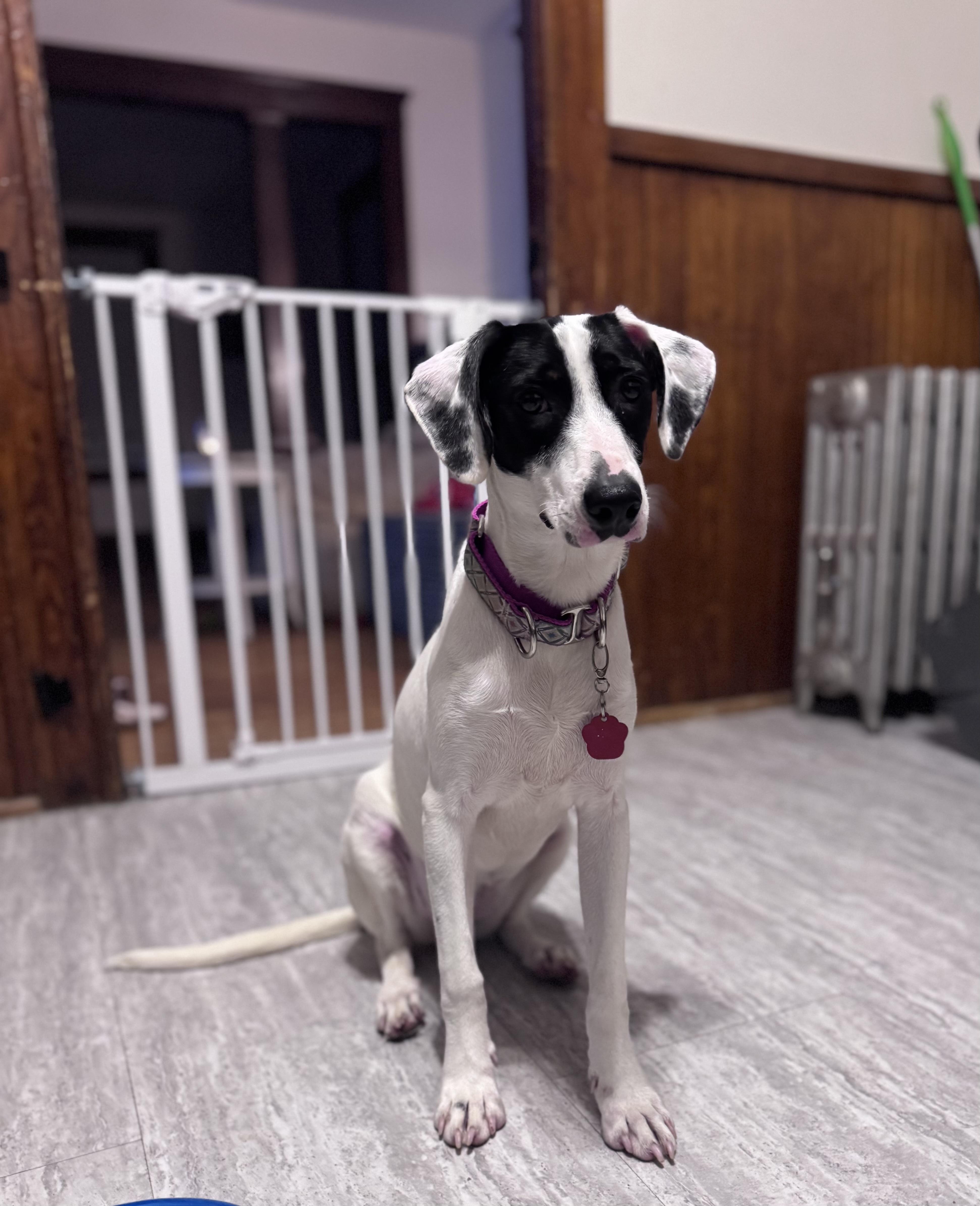 Lacey Lou~Come Meet!