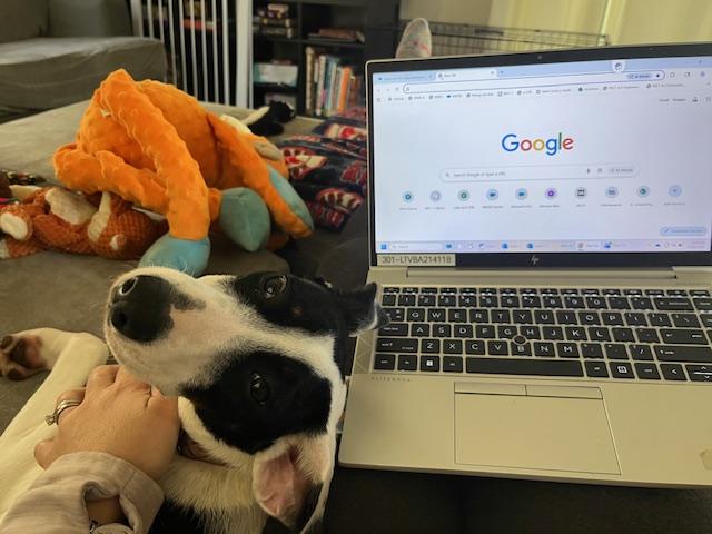 Lacey Lou, a Adopted mixed breed in Medfield, MA image 2/6