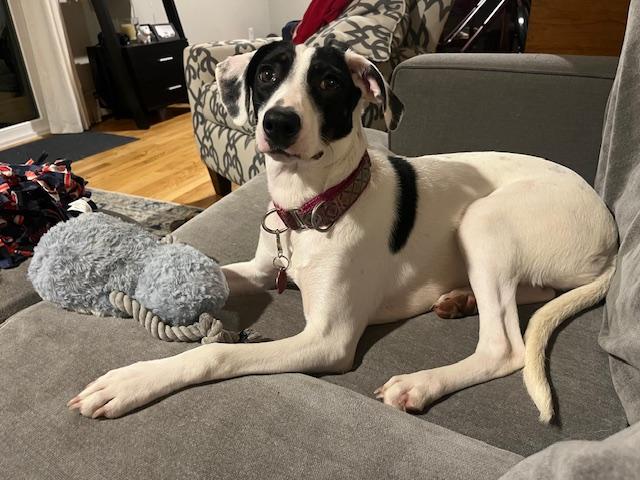 Lacey Lou, a Adopted mixed breed in Medfield, MA image 1/6