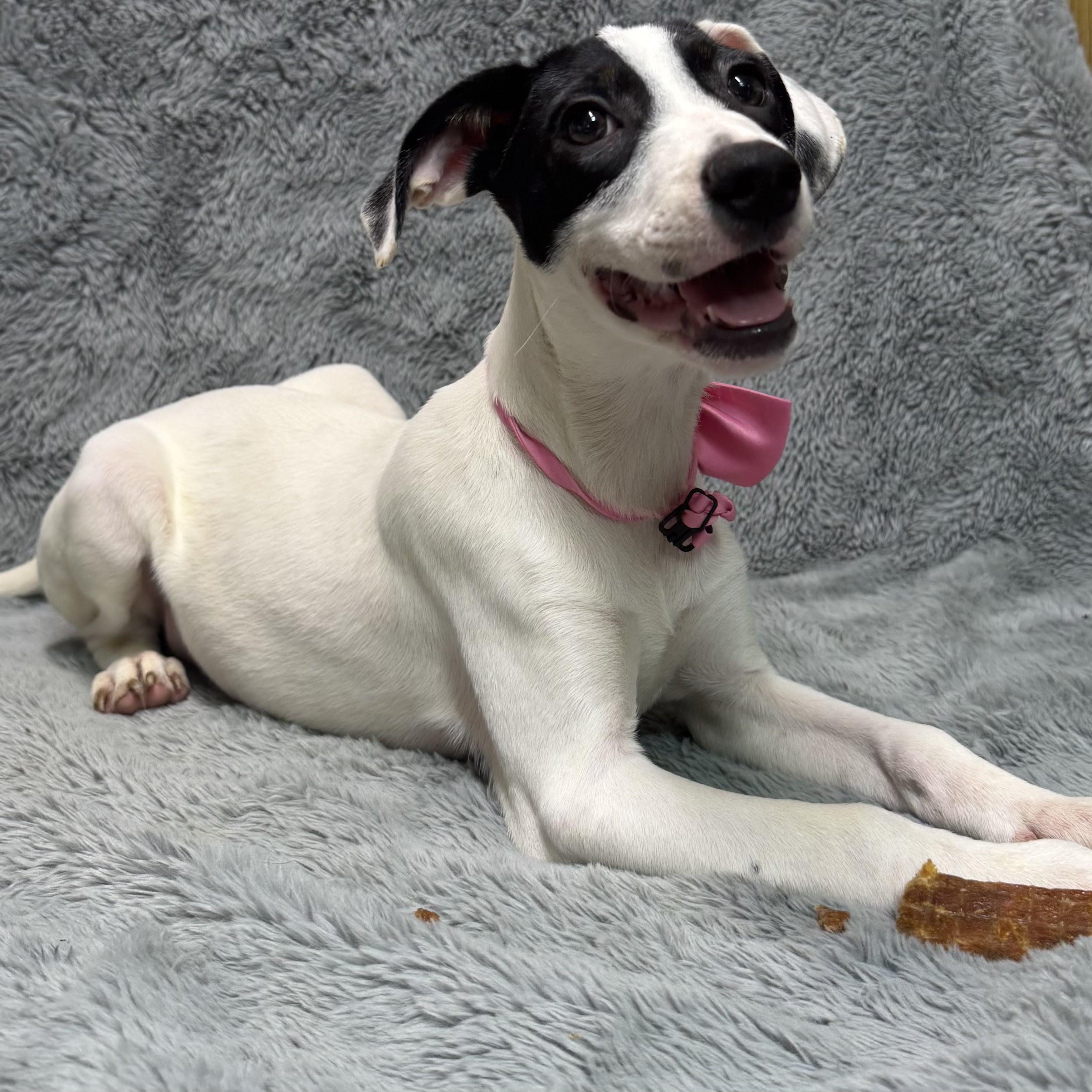 Lacey Lou~Come Meet!