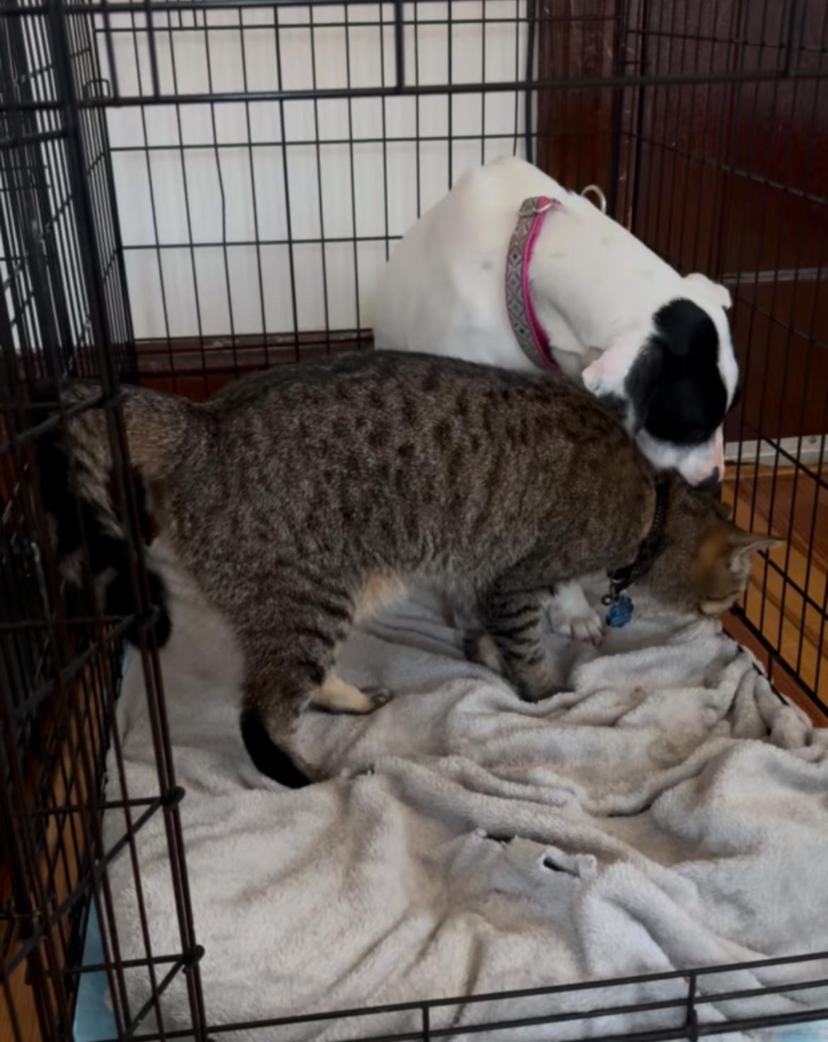 Lacey Lou, a Adopted mixed breed in Medfield, MA image 4/6