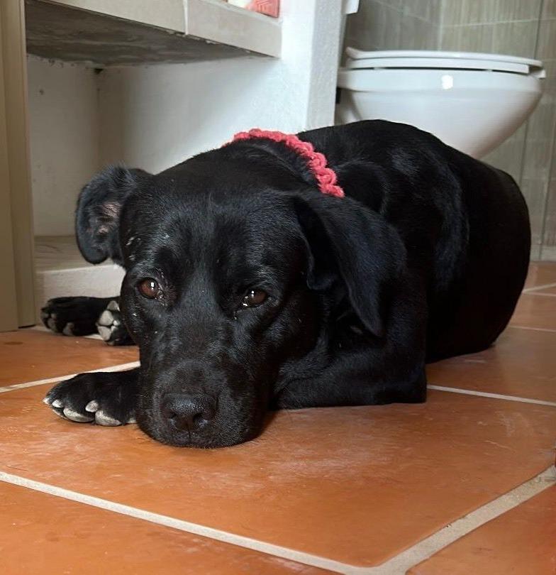 Bear — thumbnail 3