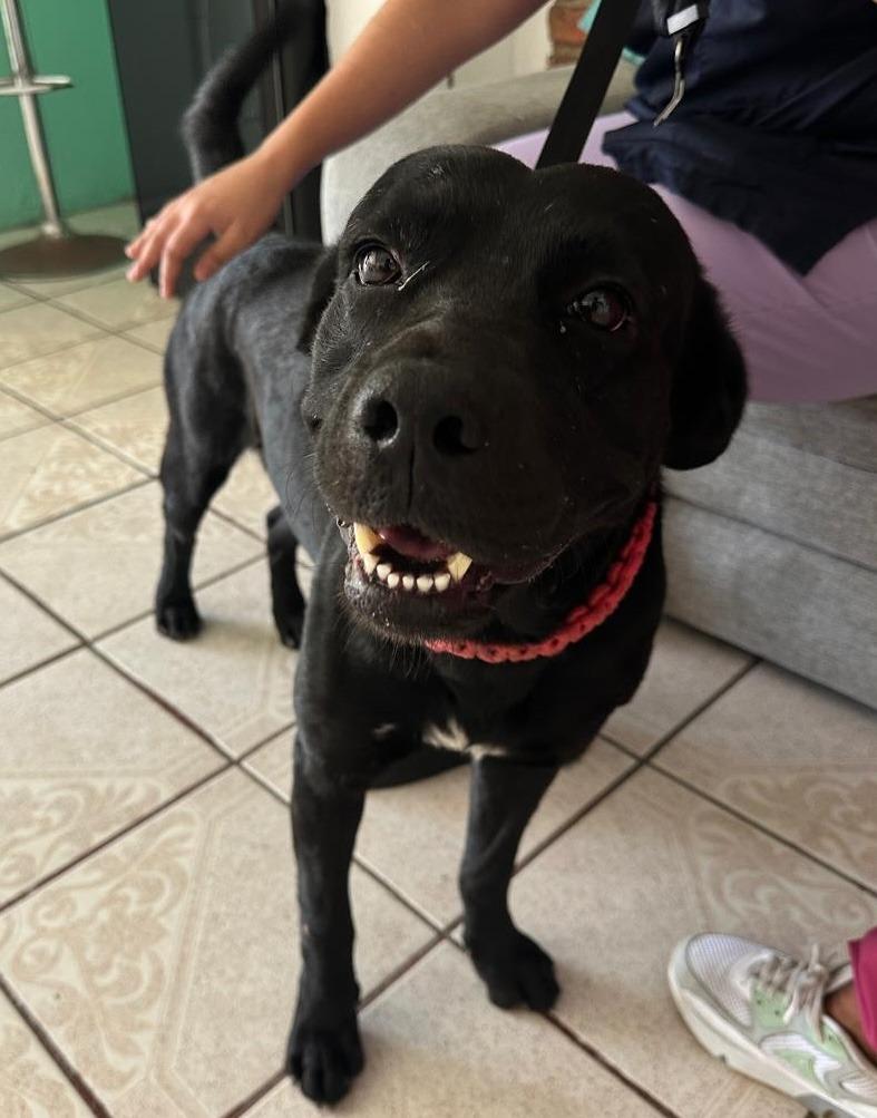 Bear — thumbnail 4