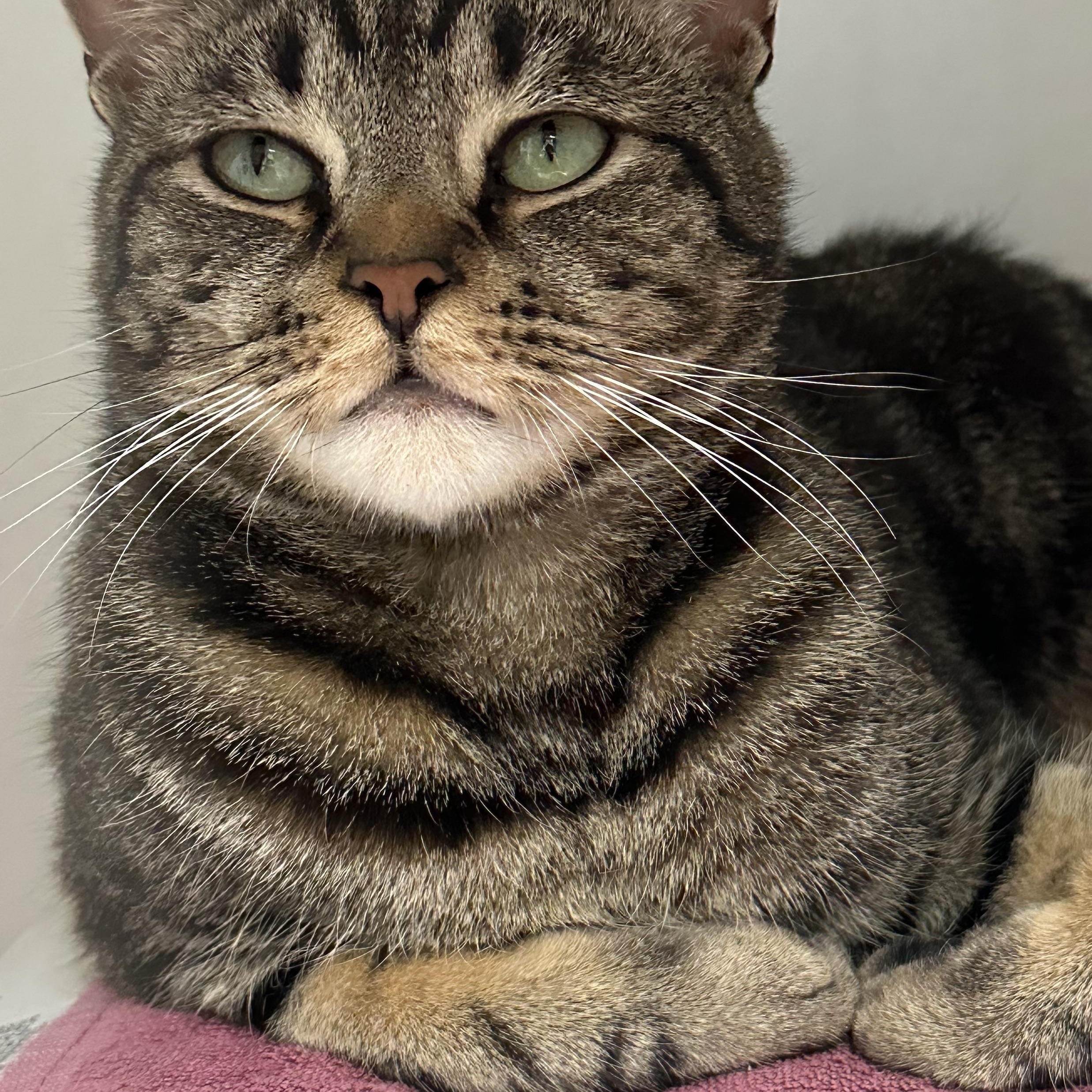 Simba , ADOPTABLE, Young Male Domestic Short Hair.