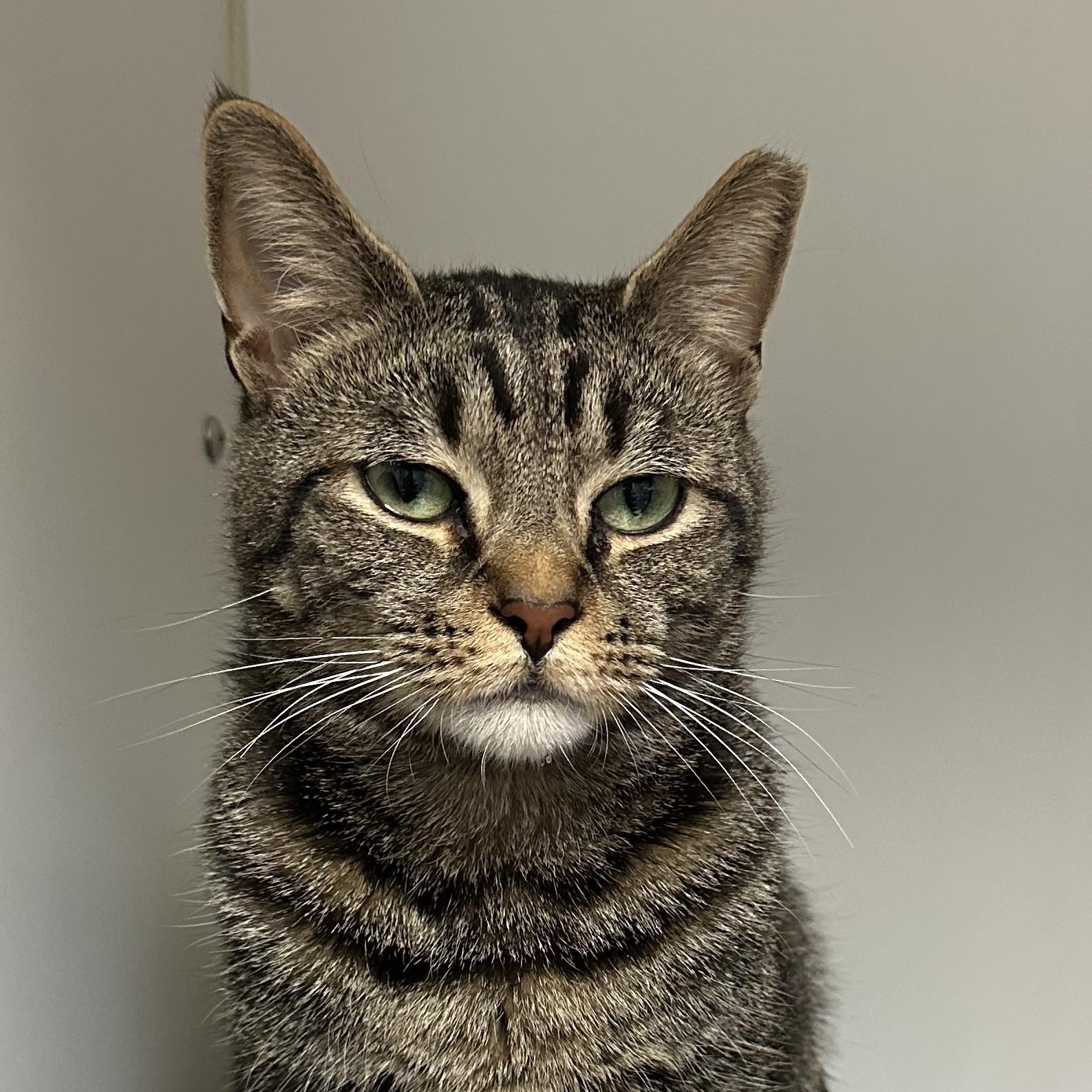 Simba , a ADOPTABLE Domestic Short Hair in Clifton, NJ image 3/6