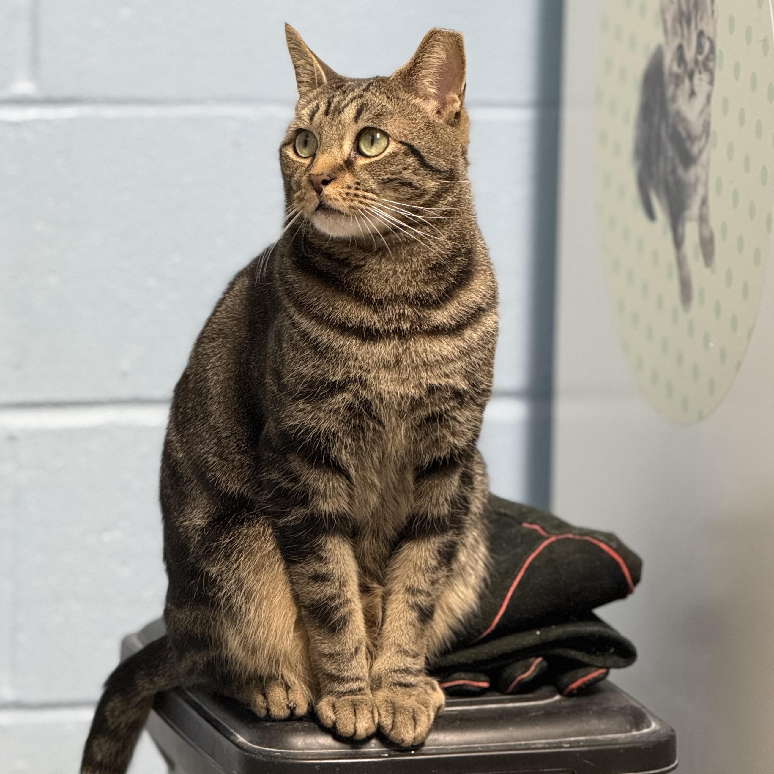 Simba , a ADOPTABLE Domestic Short Hair in Clifton, NJ image 2/6