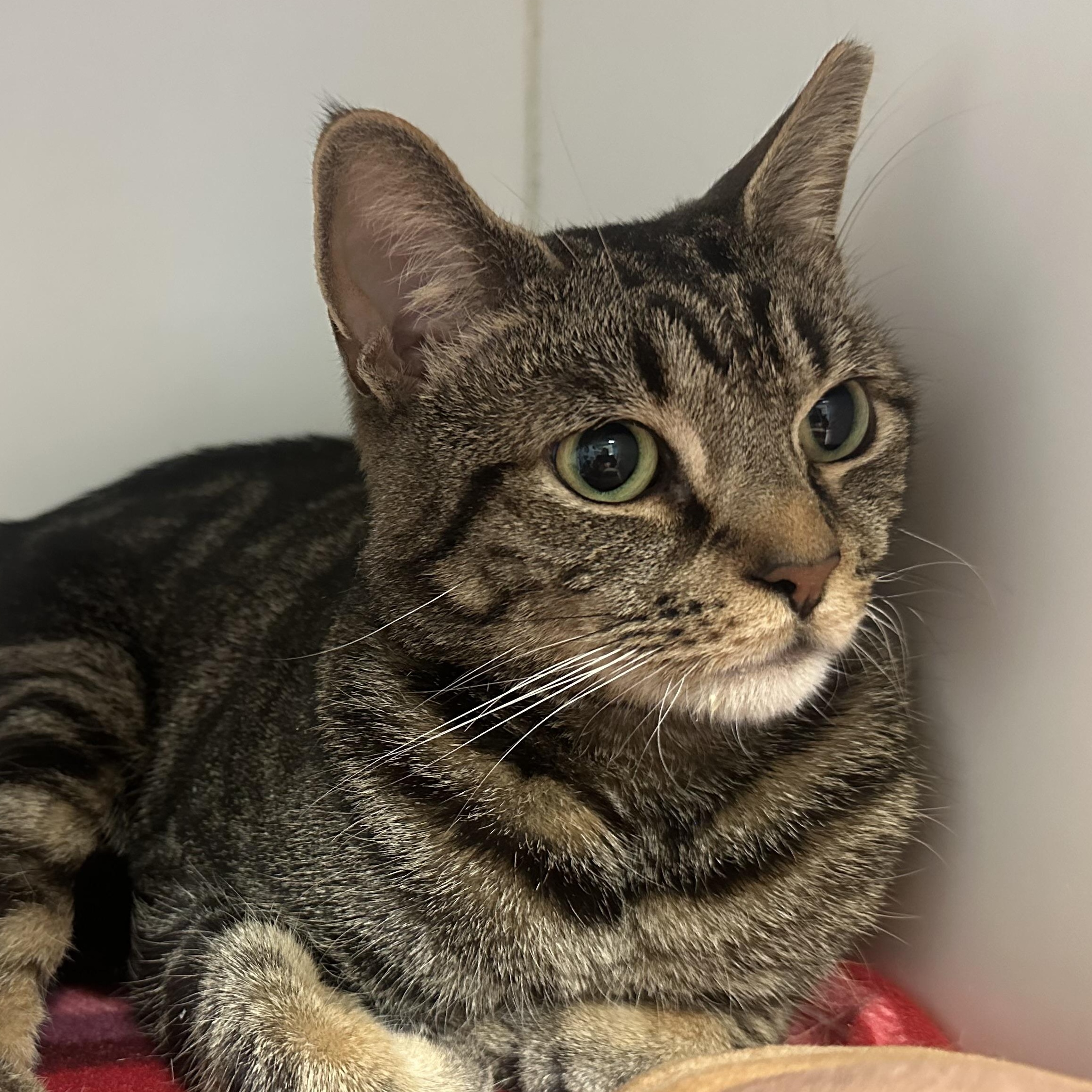 Simba , a ADOPTABLE Domestic Short Hair in Clifton, NJ image 5/6