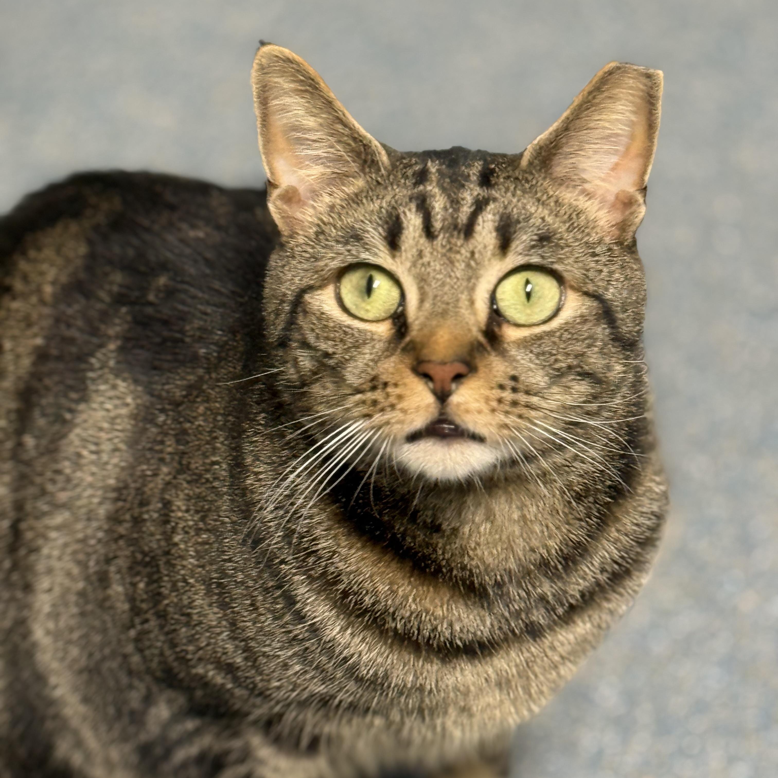 Simba , a ADOPTABLE Domestic Short Hair in Clifton, NJ image 1/6