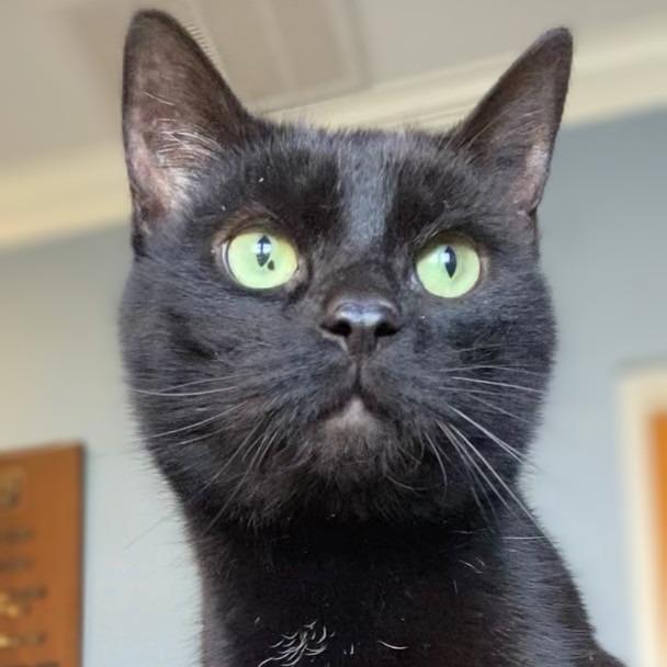 Mad Max, Adoptable, Senior Male Domestic Short Hair.