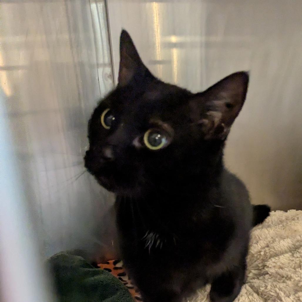 Mad Max, a Adoptable Domestic Short Hair in Danville, KY image 2/2