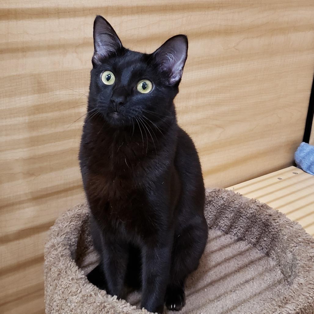 Hugh, Adoptable, Young Male Domestic Short Hair.