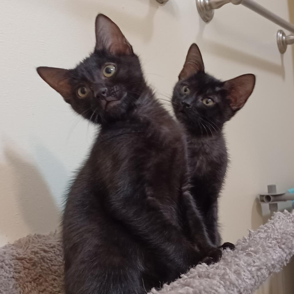 Hugh, Adoptable, Young Male Domestic Short Hair.