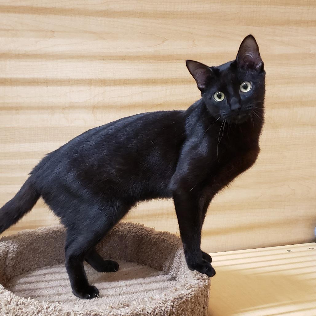 Enlarge Hugh, a Adoptable Domestic Short Hair in Bulverde, TX image 3/6