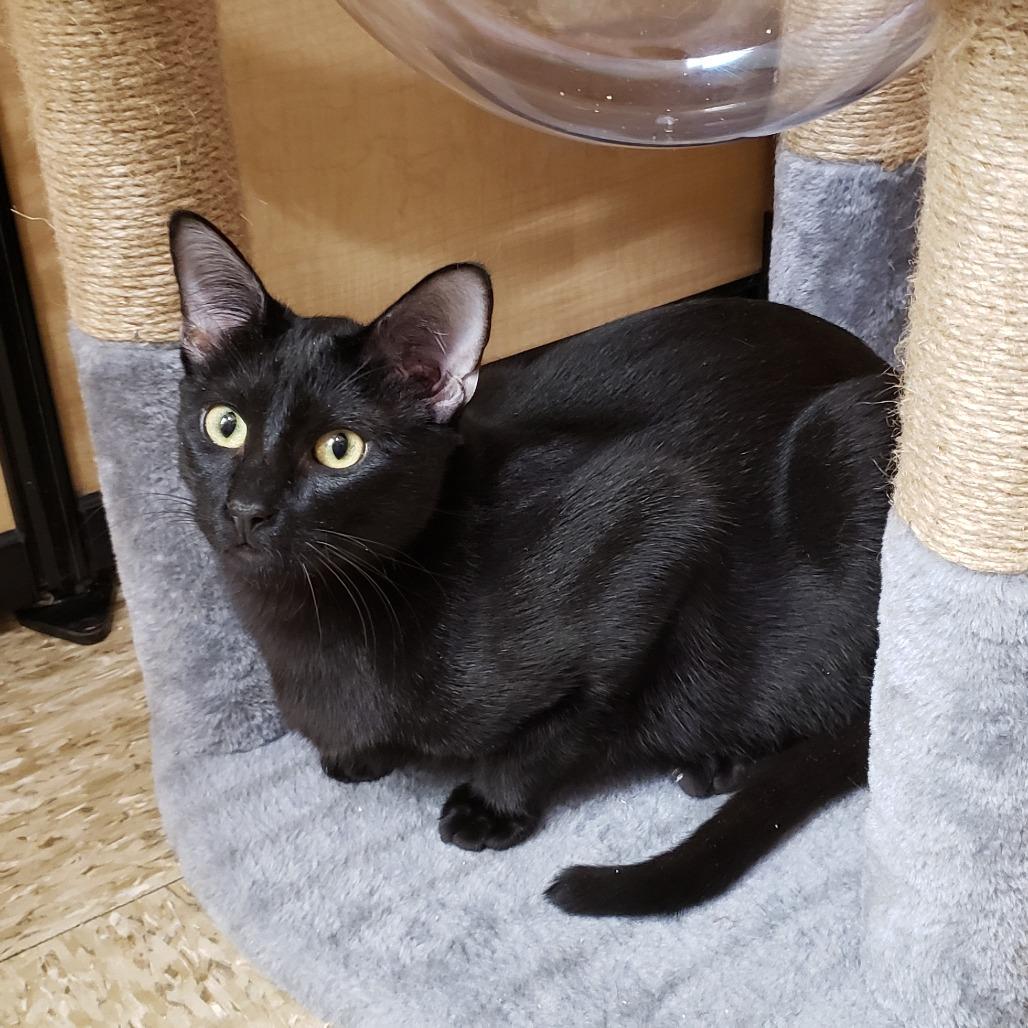 Enlarge Hugh, a Adoptable Domestic Short Hair in Bulverde, TX image 6/6