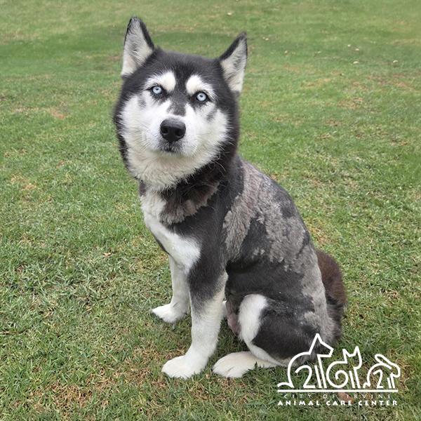 Enlarge CELESTE, a Adoptable Siberian Husky in Irvine, CA image 1/1