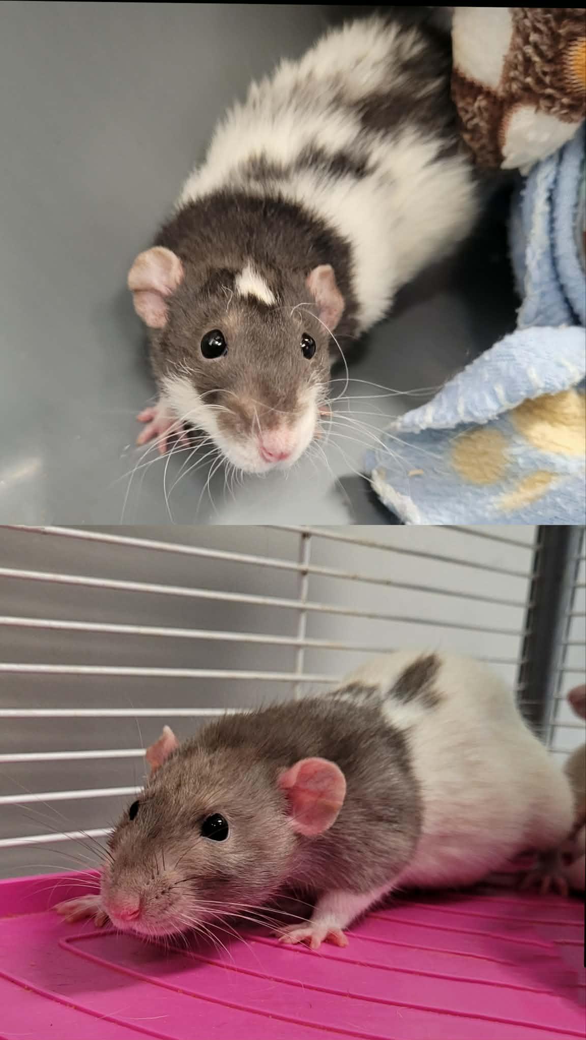 Poppy & Kiara, ADOPTABLE, Adult Female Rat.