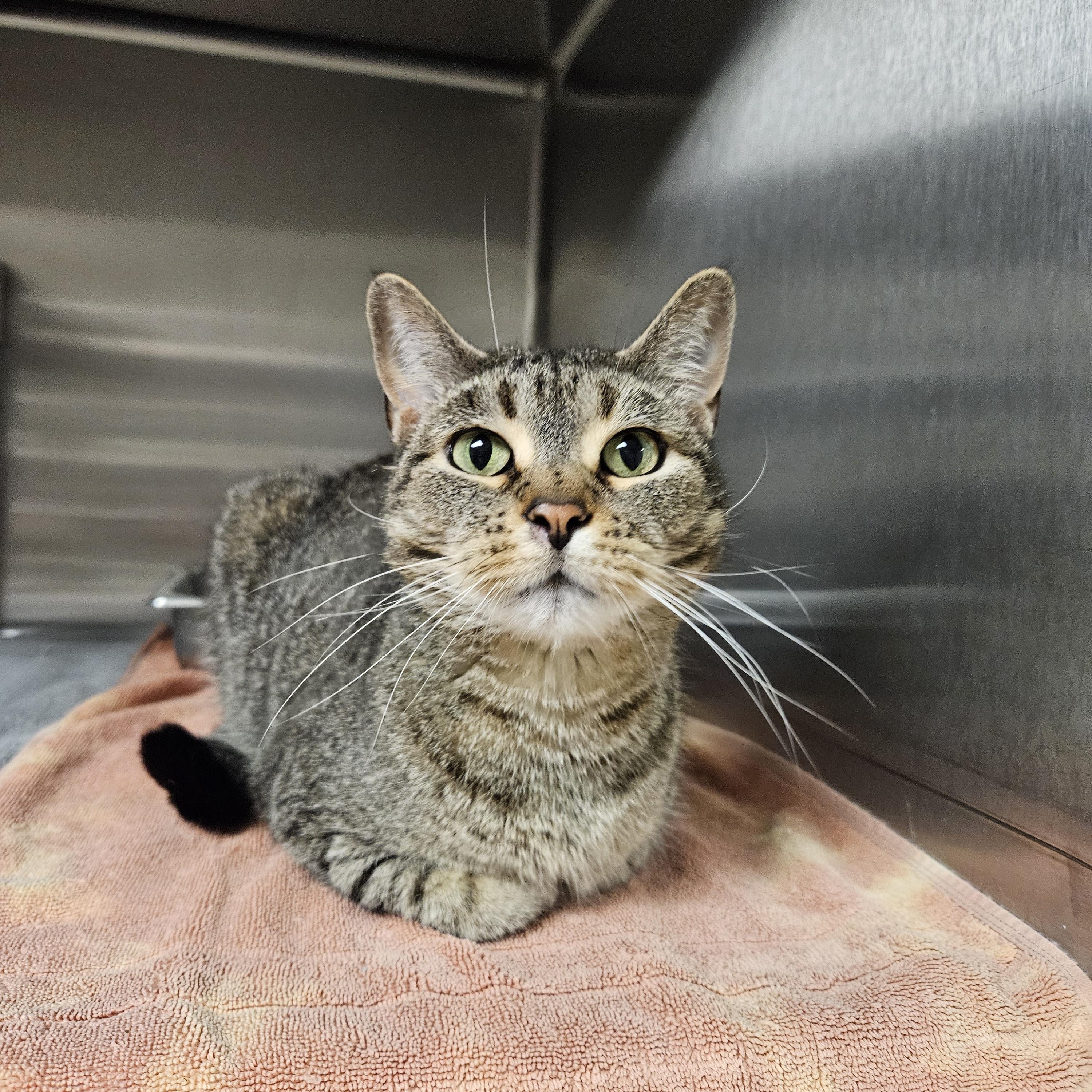 Enlarge Brownie, a ADOPTABLE Tiger in Bluffton, IN image 1/1