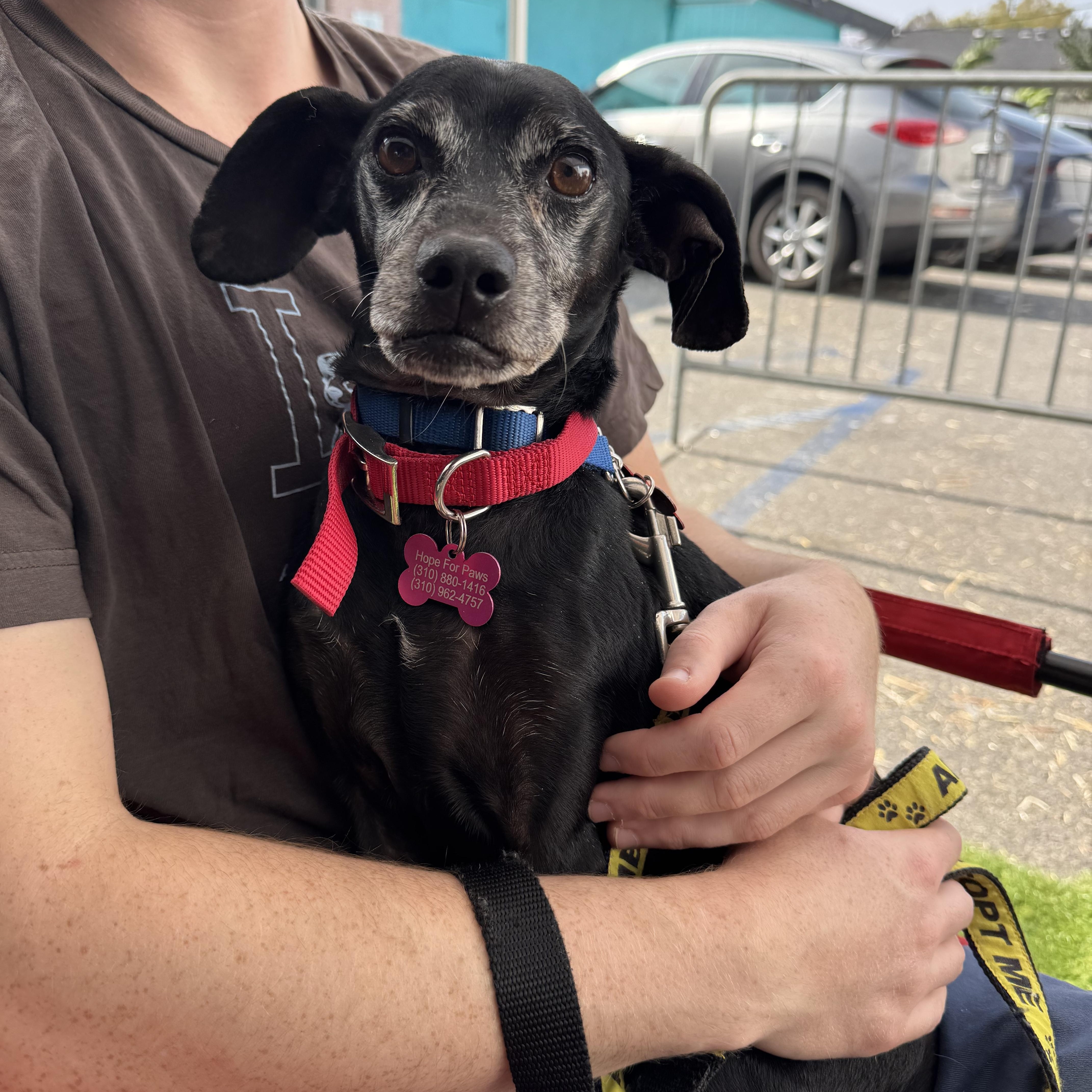 Fiyero, Adoptable, Senior Male Terrier & Greyhound.