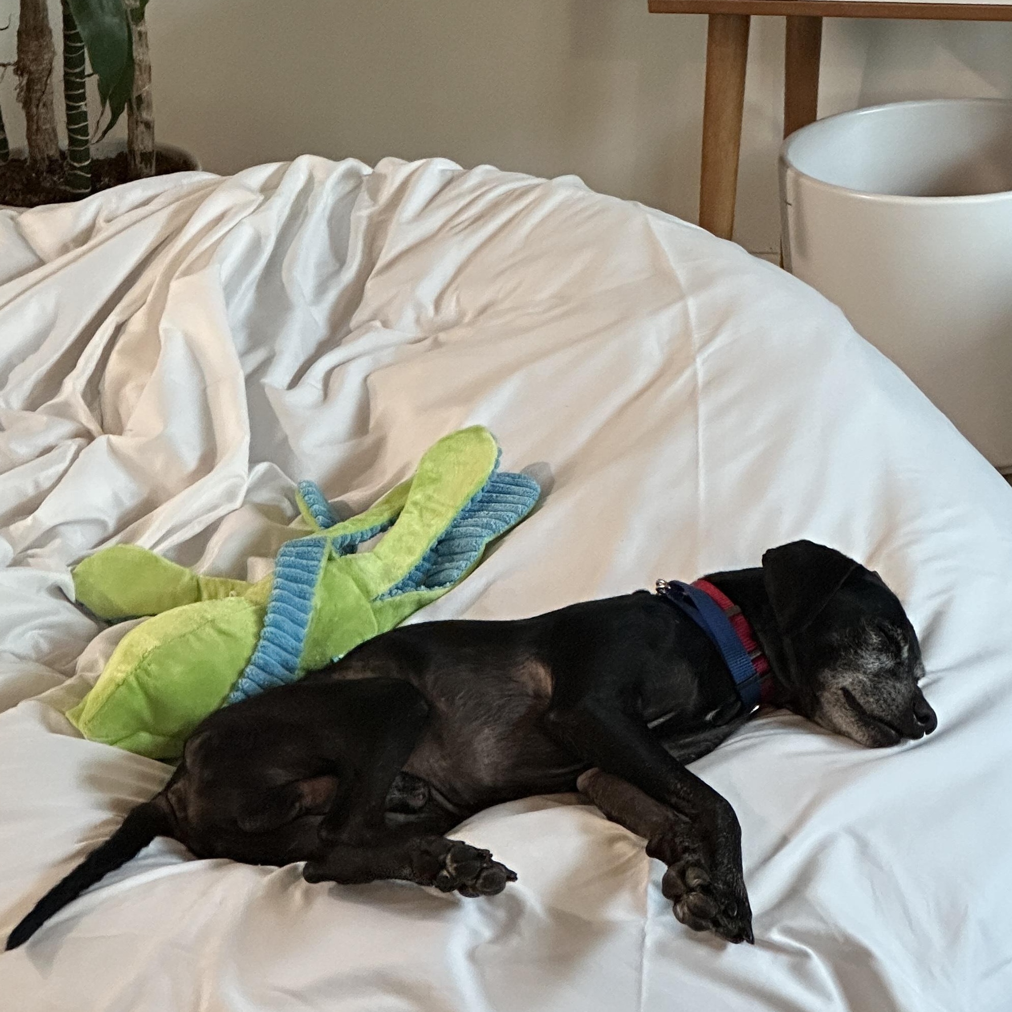 Fiyero, a Adoptable mixed breed in Chatsworth, CA image 2/3