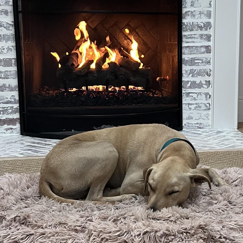 Peter, Adoptable, Adult Male Retriever.