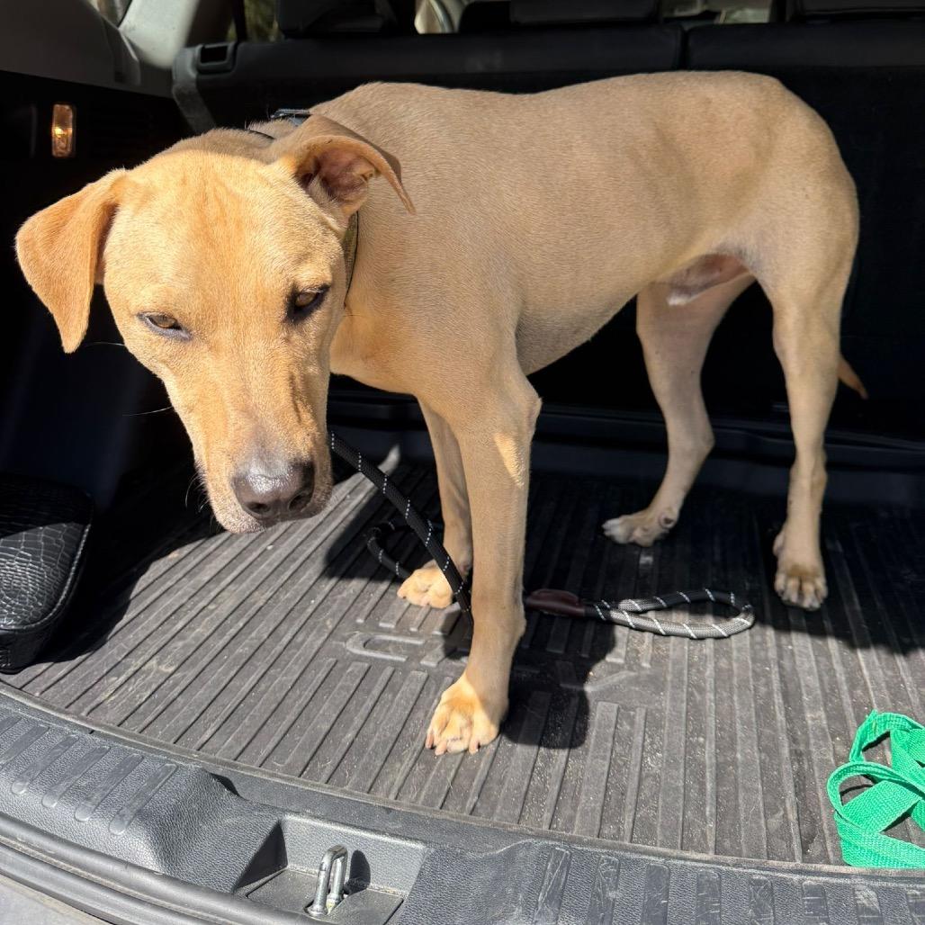Peter, a Adoptable Retriever in San Diego, CA image 2/6