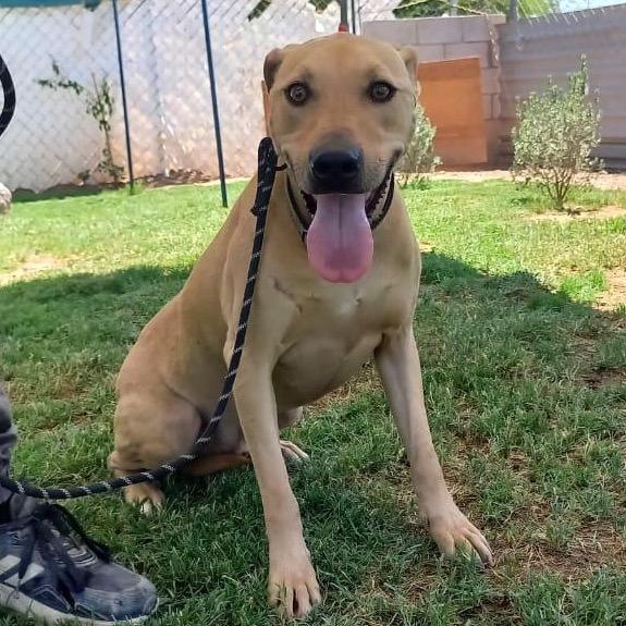 Peter, a Adoptable Retriever in San Diego, CA image 3/6