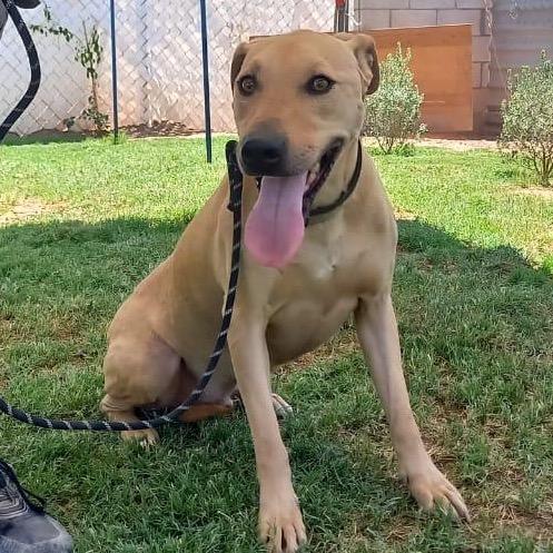 Peter, a Adoptable Retriever in San Diego, CA image 4/6