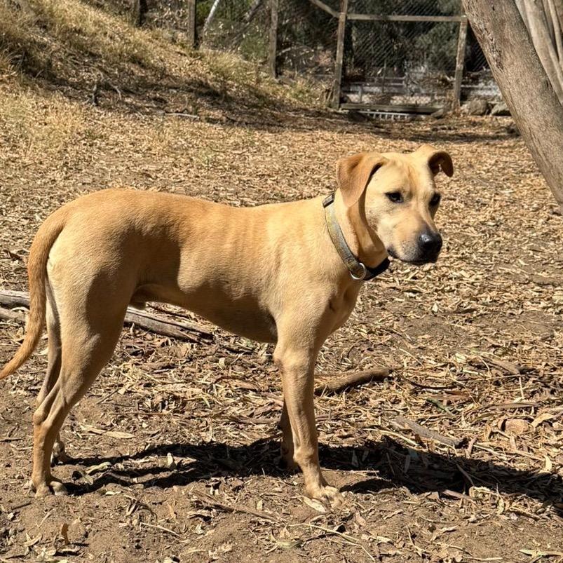 Peter, a Adoptable Retriever in San Diego, CA image 5/6