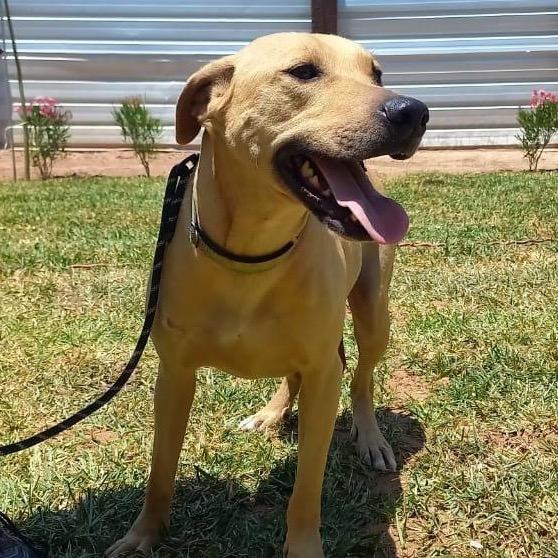 Peter, a Adoptable Retriever in San Diego, CA image 6/6