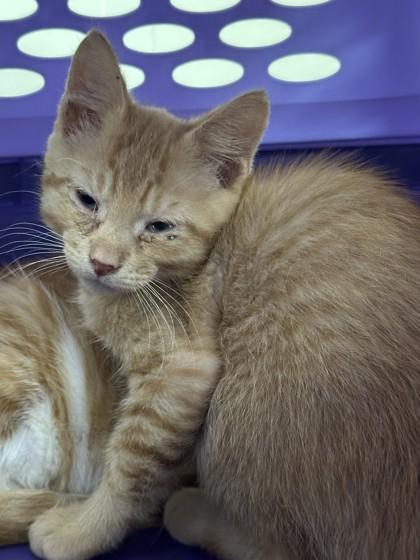 MR PIB, Adoptable, Young Male Domestic Short Hair & Domestic Short Hair.