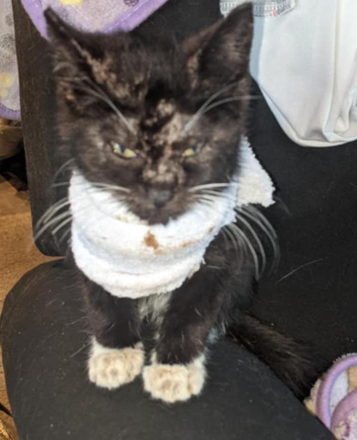 Charlie, Adoptable, Kitten Male Domestic Short Hair.