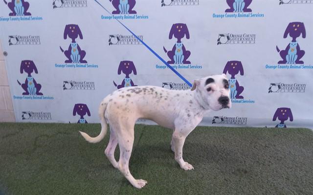 Enlarge PARIS, a Adoptable mixed breed in Orlando, FL image 1/1