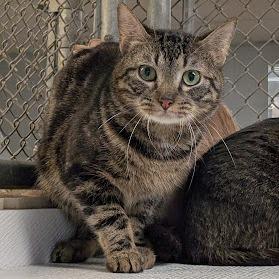 Enlarge Allentown, a Adoptable Domestic Short Hair in Birdsboro, PA image 1/3