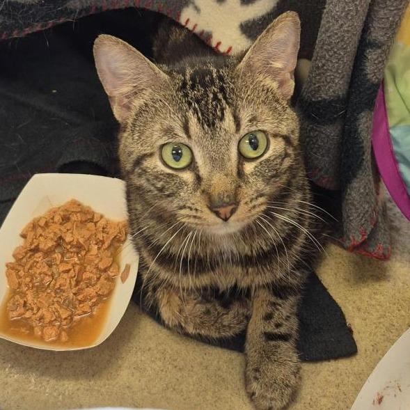 Enlarge Allentown, a Adoptable Domestic Short Hair in Birdsboro, PA image 2/3